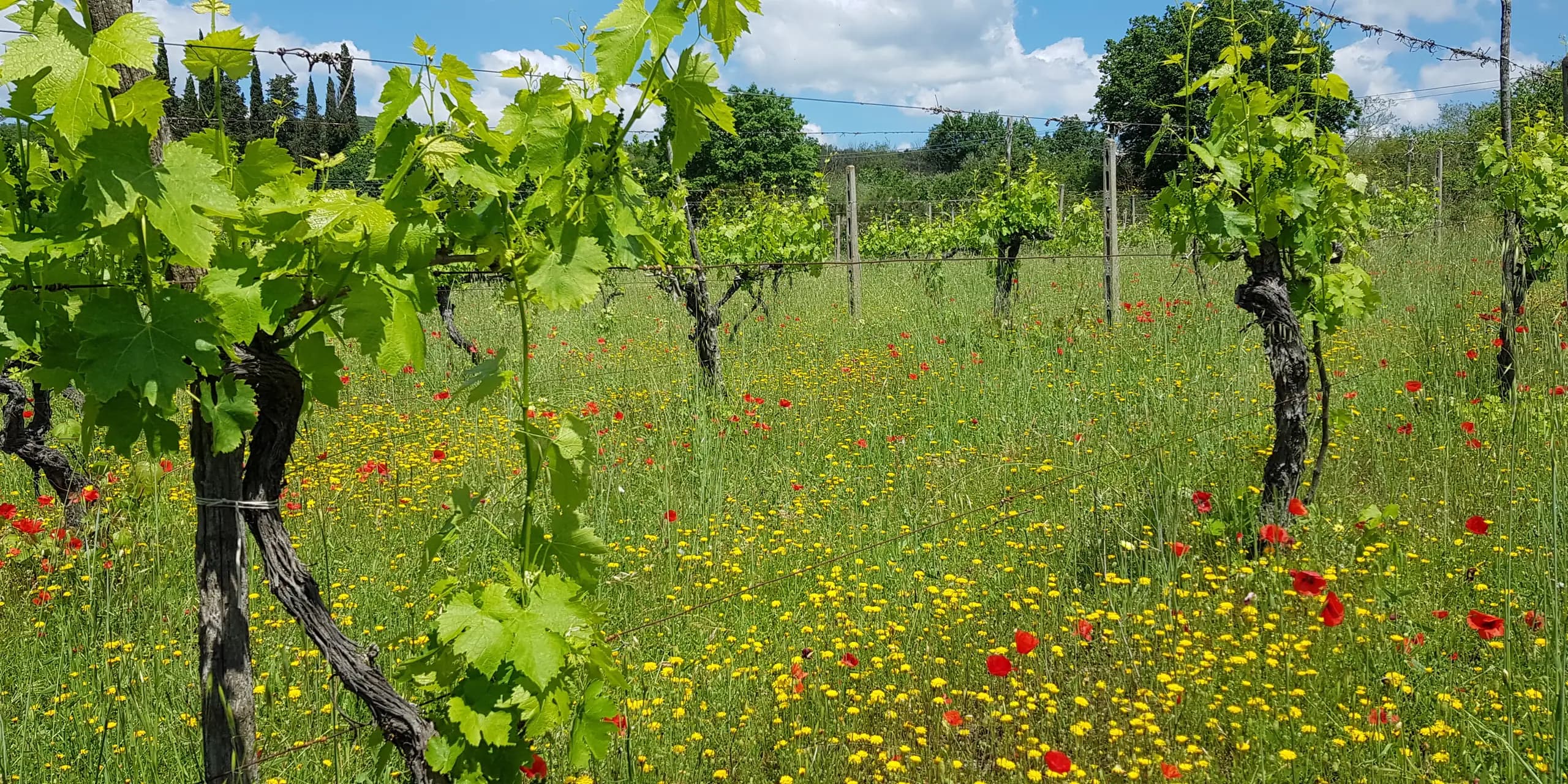 I filari di Tunia in primavera, tra papaveri rossi e fiori gialli