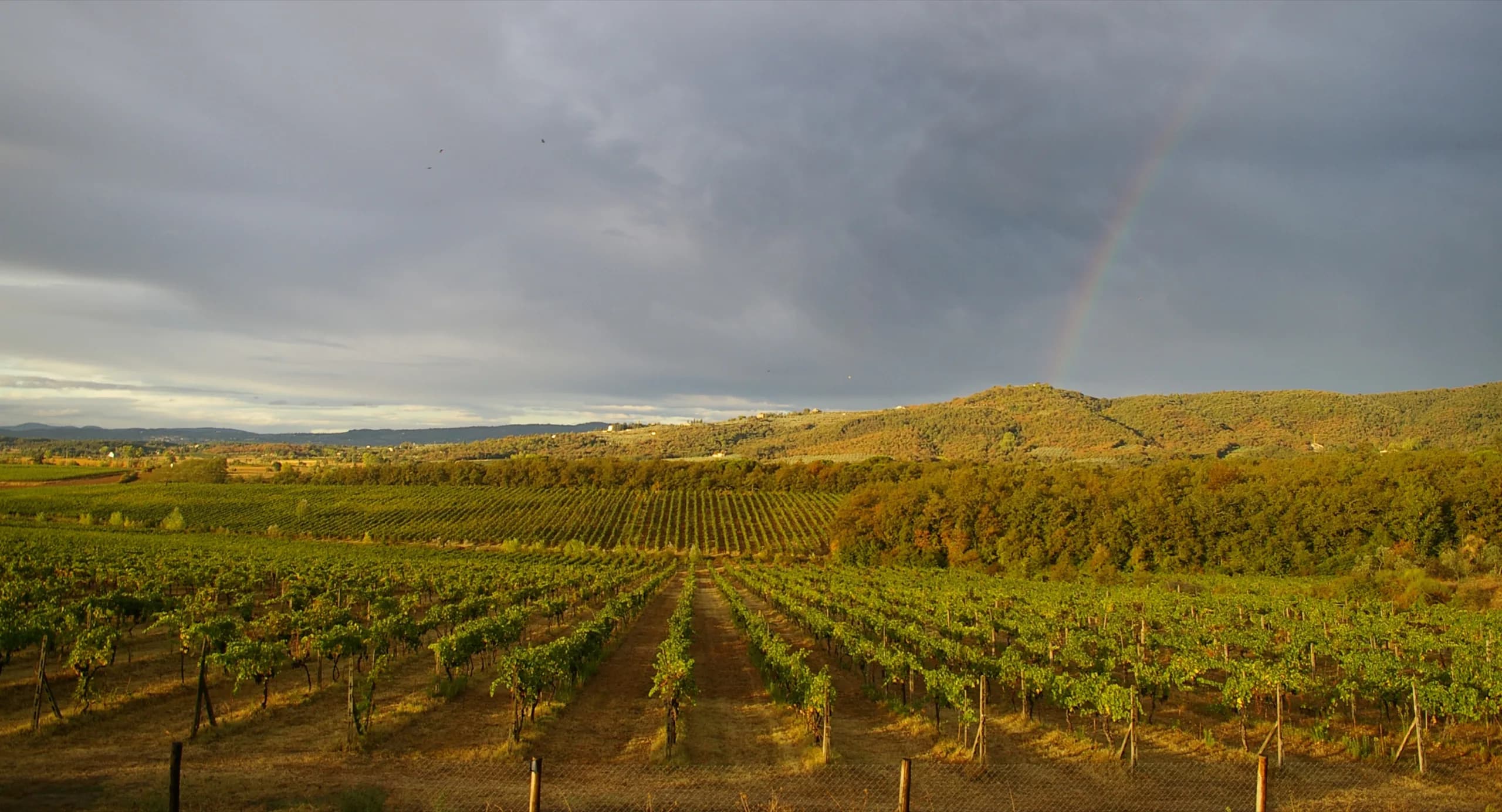 I filari dei vigneti Tunia verso le colline della Val di Chiana
