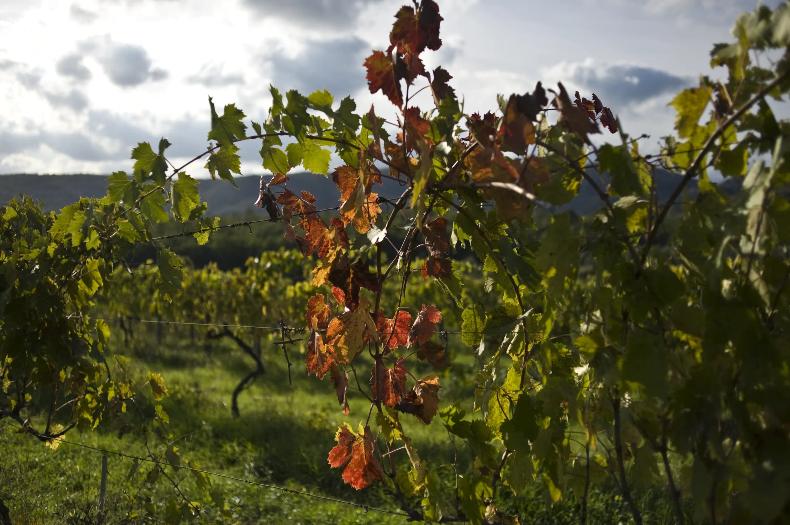 Vite in controluce nei vigneti Tunia, con le colline sullo sfondo