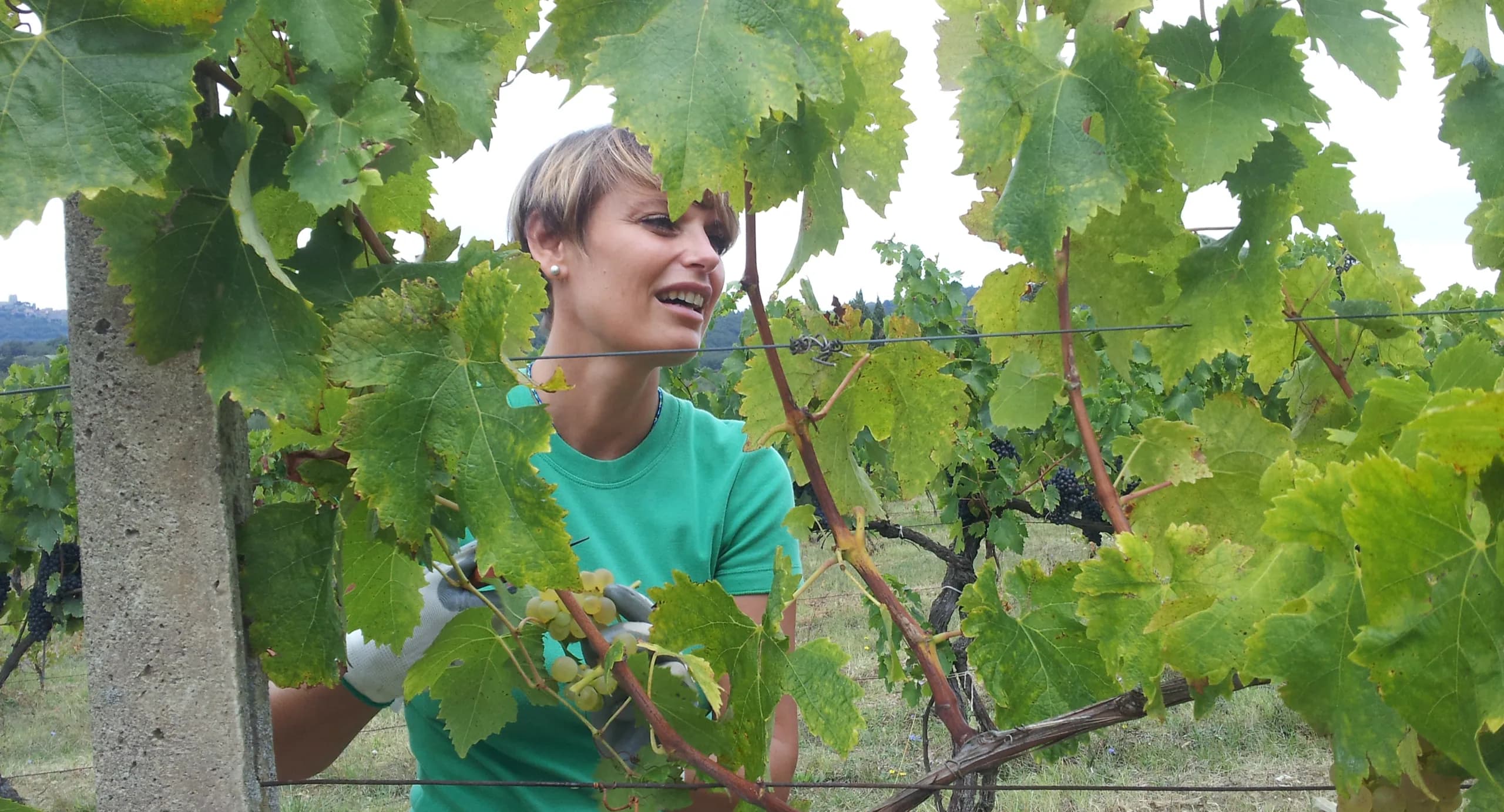 Vendemmia tra i filari di Tunia